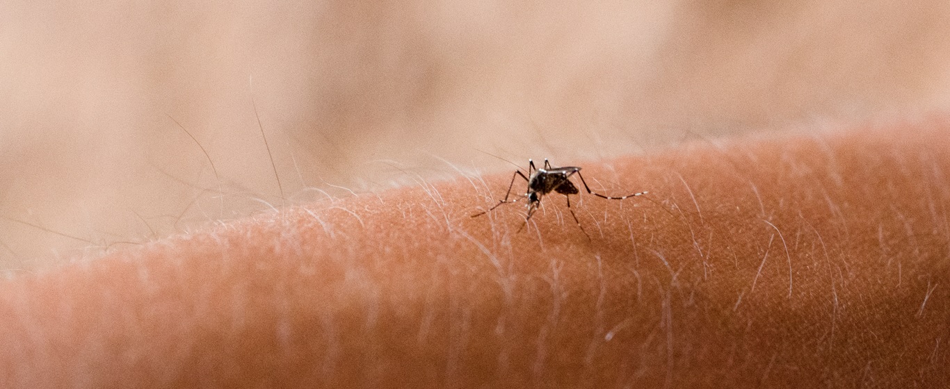 dengue fever