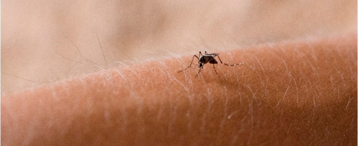 Mosquito landing on man’s arm